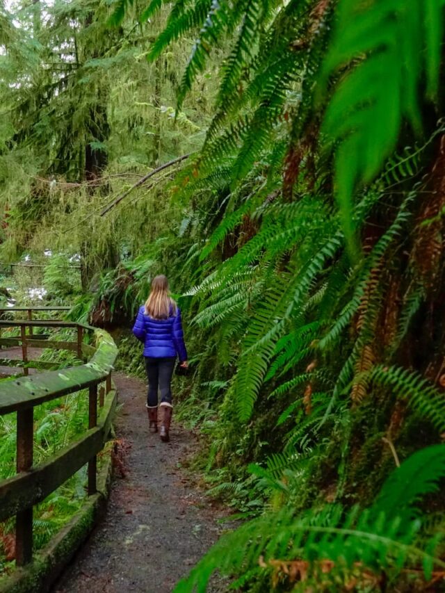 13 Breathtaking Hikes in Olympic National Park