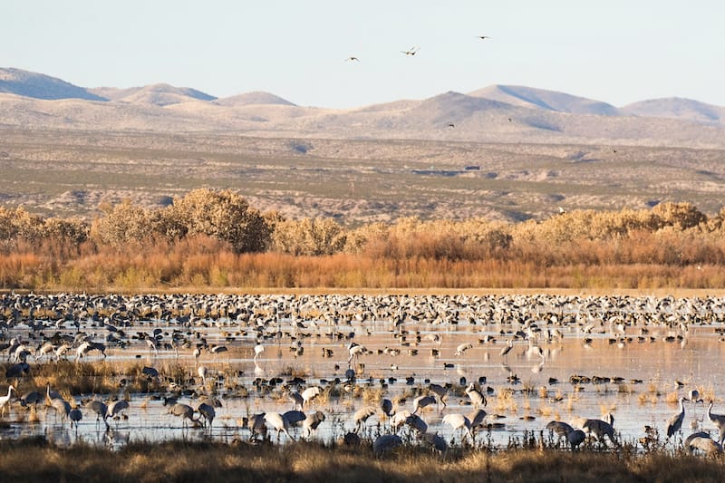 Bosque del Apache Wildlife Preserve