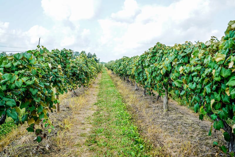 Concord grapes in Ohio