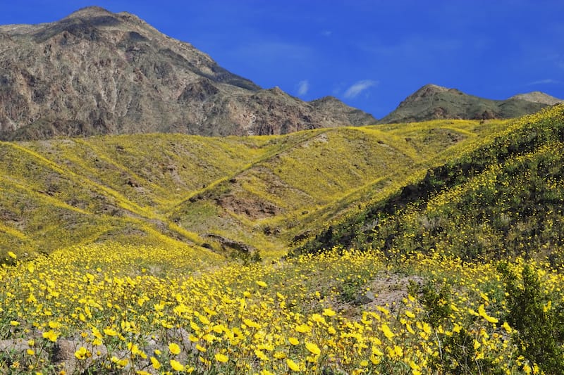 Death Valley National Park spring