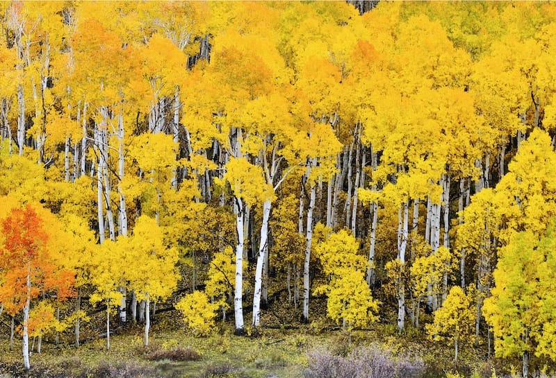 Fishlake National Forest