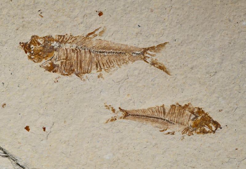 Fossils near Kemmerer, Wyoming