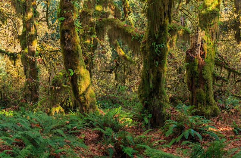 Olympic National Park in April