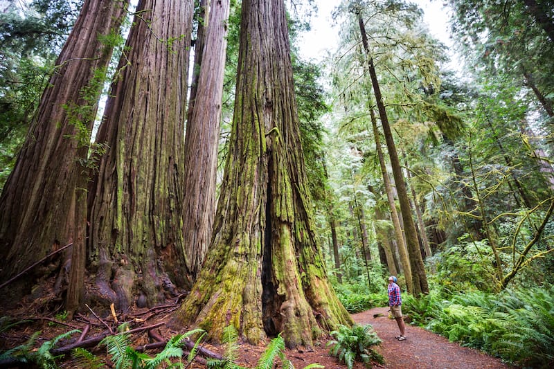 Redwood National Park in April