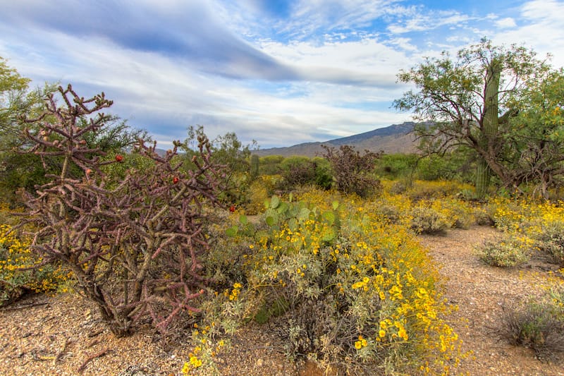 Saguaro National Park in April