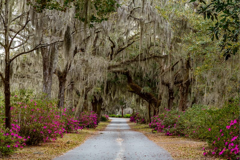 Savannah in March