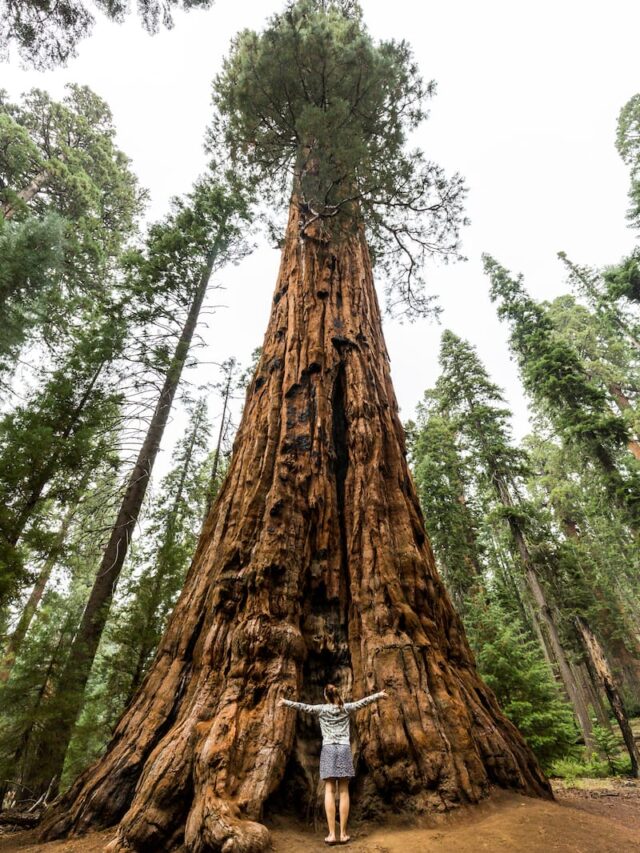 5 Epic Places to Visit in Sequoia National Park