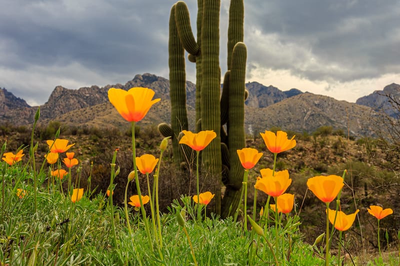 Tucson in spring