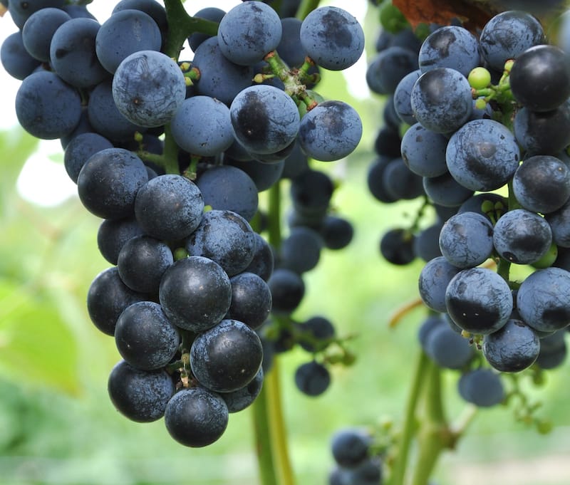 Vineyards in Ohio grapes