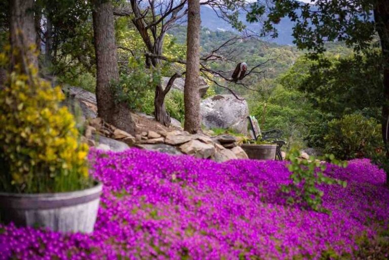 12 Beautiful Cabins and Airbnbs near Sequoia National Park