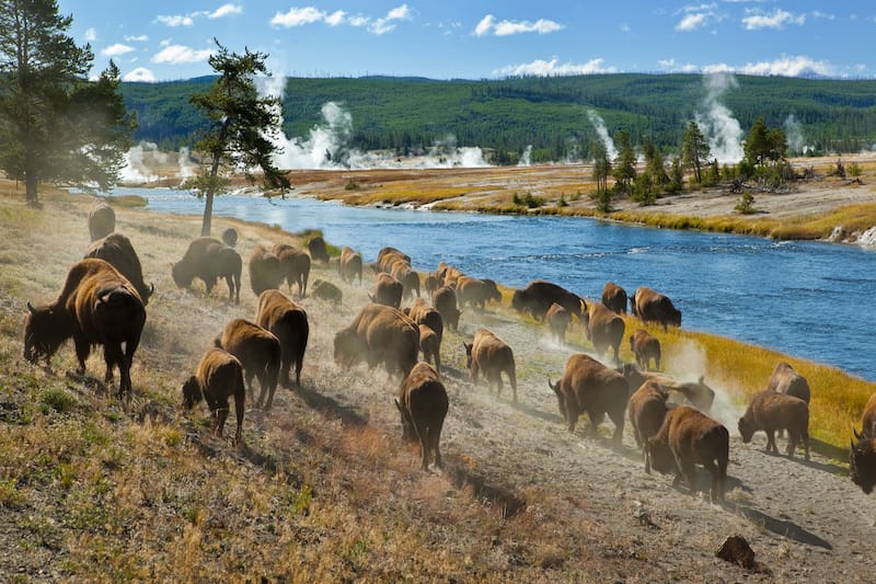Best Airbnbs in Yellowstone National Park