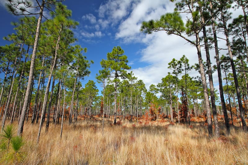 Croatan National Forest