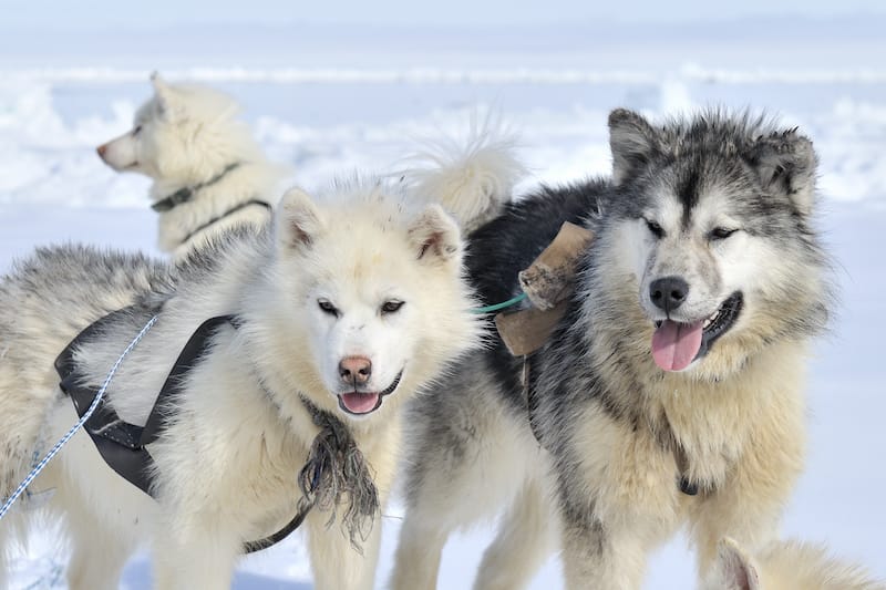 Dog sledding in Nunavut