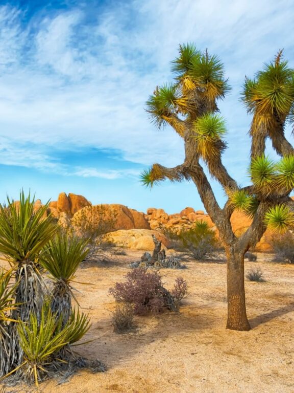 5 Gorgeous Places in Joshua Tree Nat'l Park