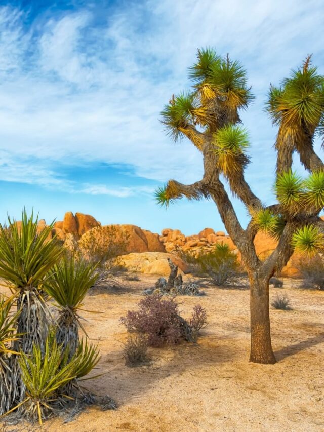 5 Gorgeous Places in Joshua Tree Nat’l Park