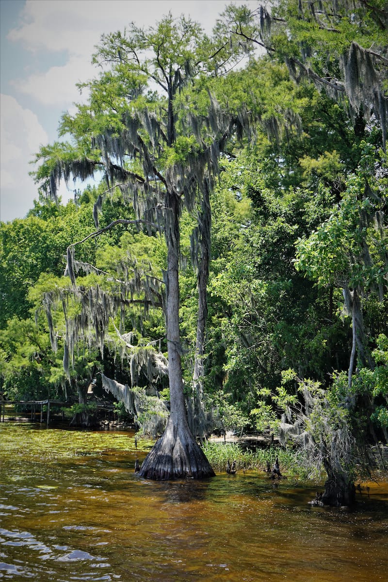 Lake Waccamaw