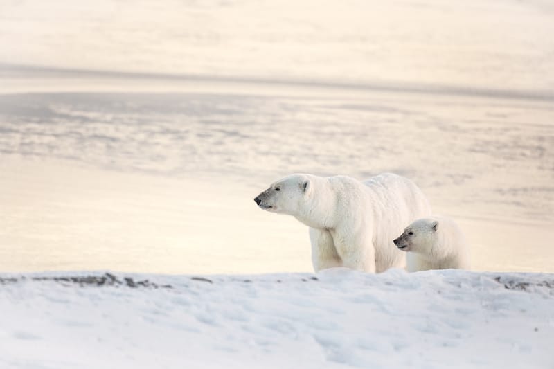 Polar bears in Nunavut