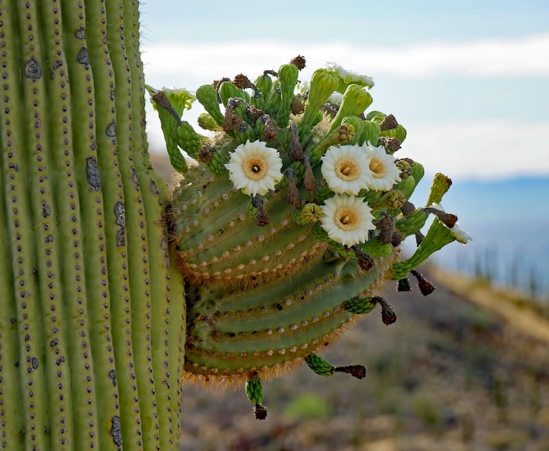 Saguaro National Park in May