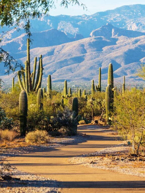 Saguaro hiking story shutterstock_710761231