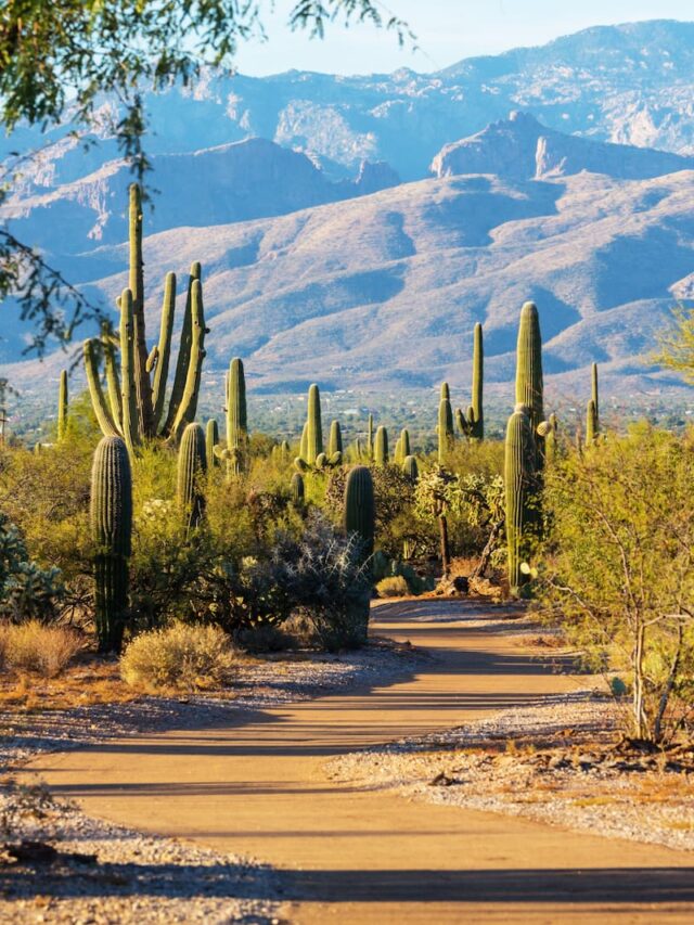 9 Best Hikes in Saguaro National Park