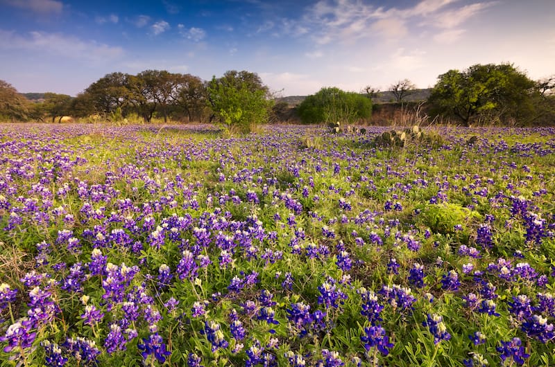 Texas Hill Country in May