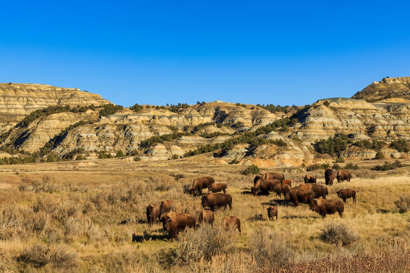 Theodore Roosevelt National Park in May