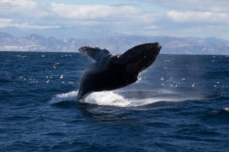 Whale Watching in Santa Barbara