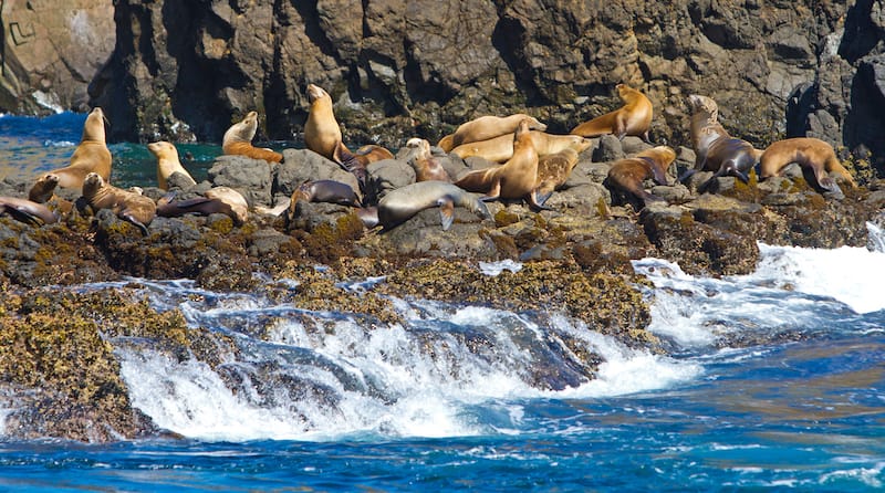 Channel Islands National Park in June