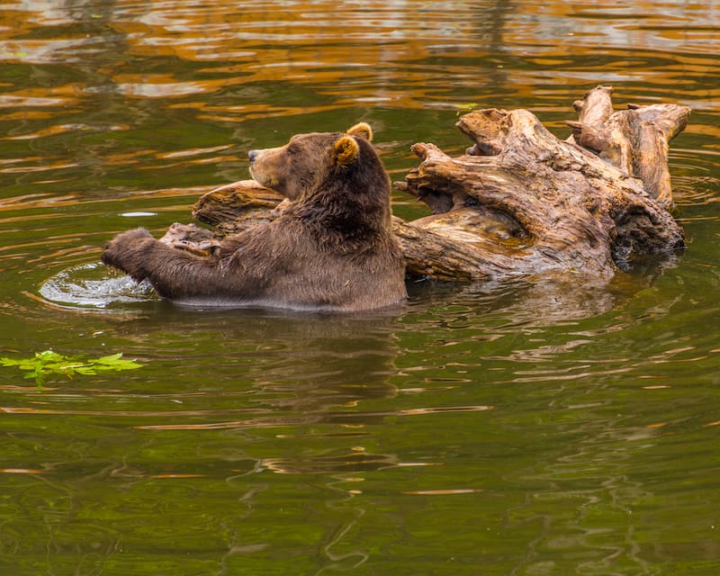 Fortress of the Bear in Sitka