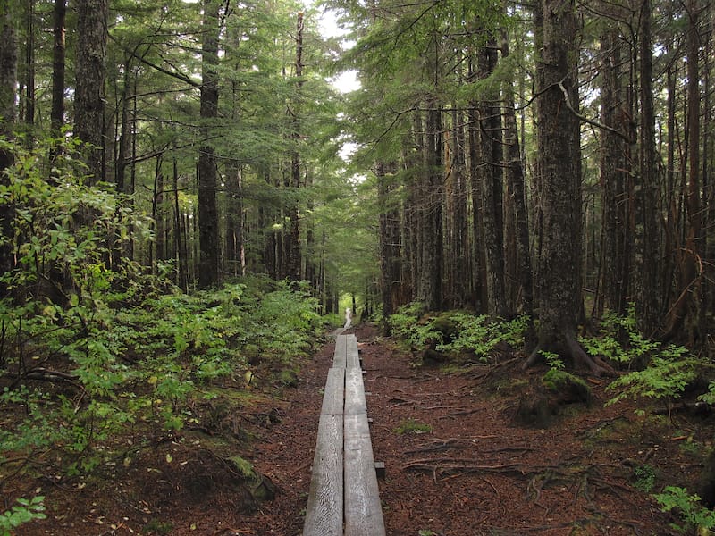 Gaven Hill Trail in Sitka