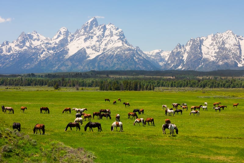 Grand Teton National Park in June