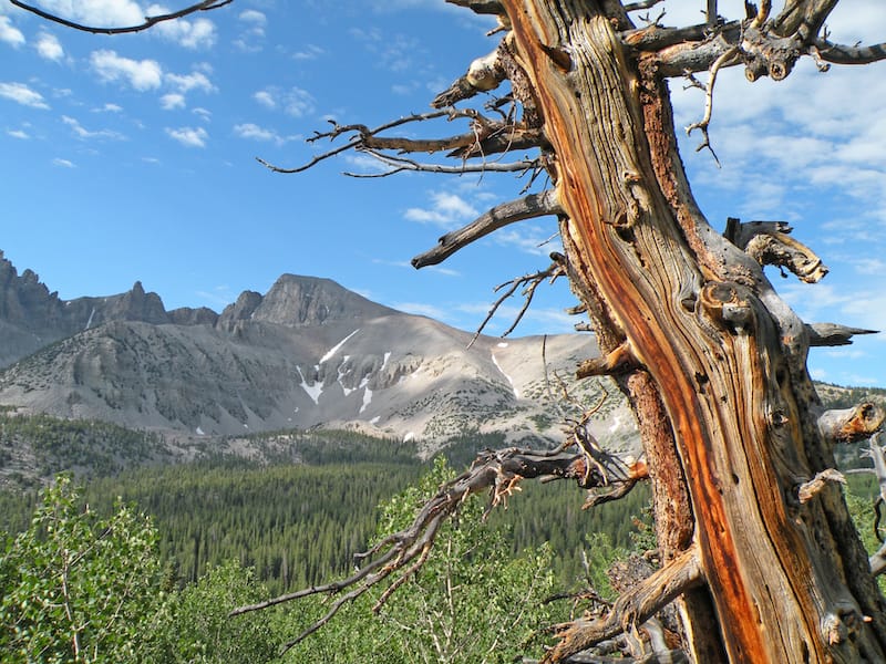 Great Basin National Park in June