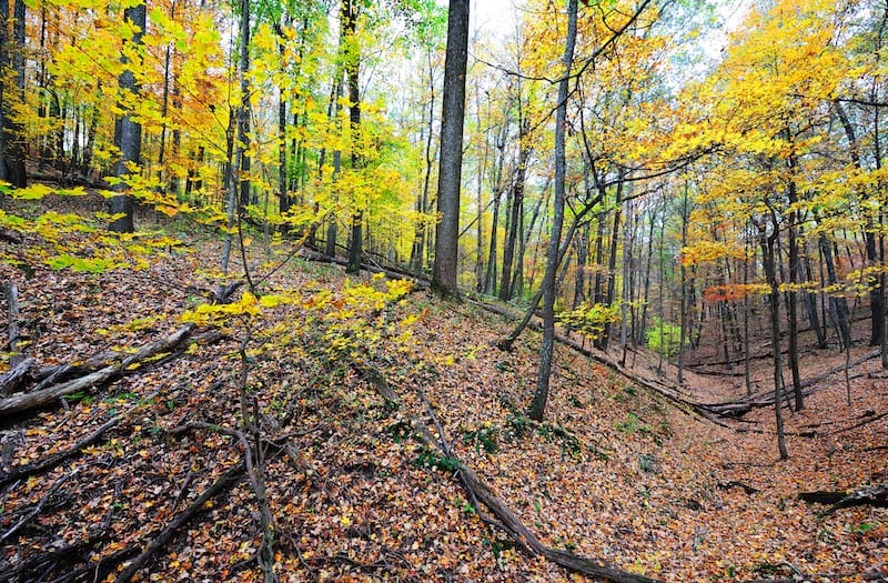 Hoosier National Forest Indiana