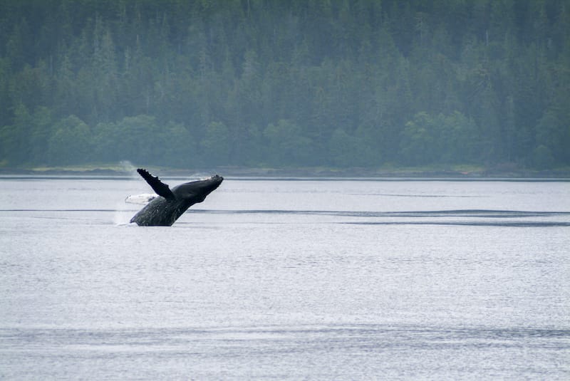 Humpback whale breaching near Sitka Alaska