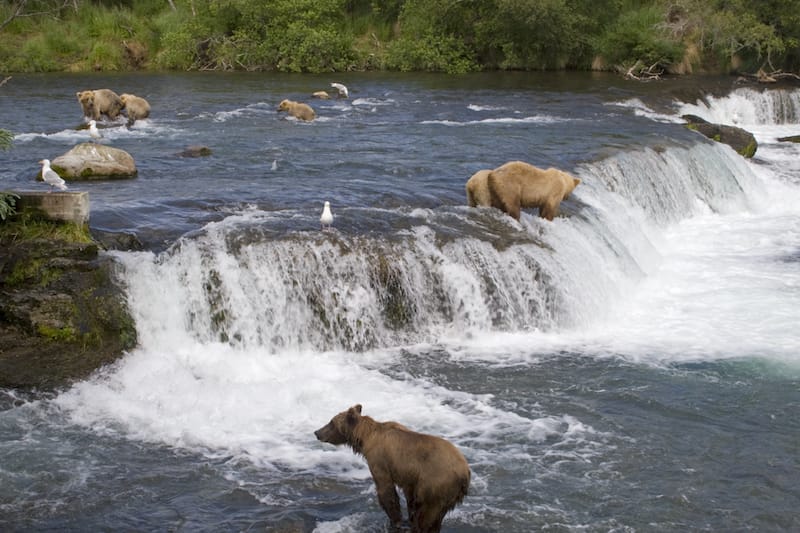 Katmai National Park in June