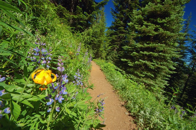 Olympic National Park in June