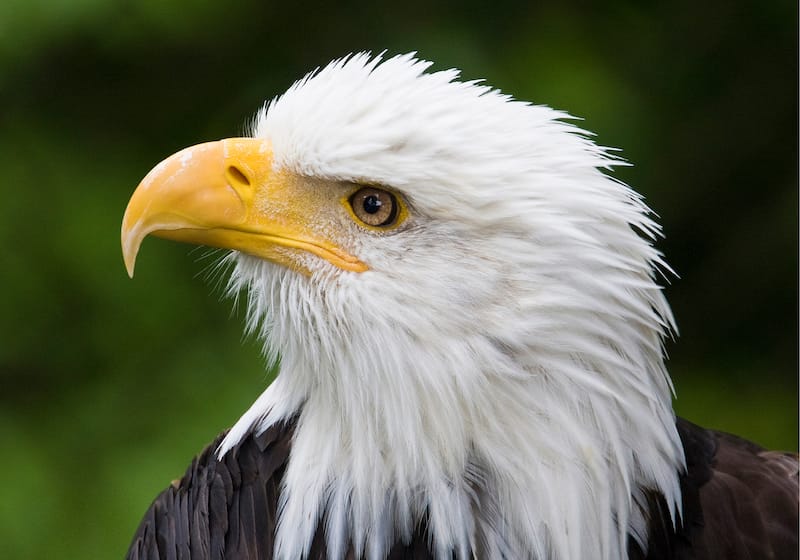 Raptor Center in Sitka