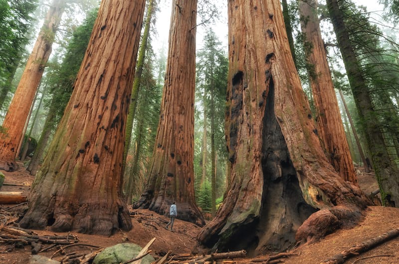 Sequoia National Park in June