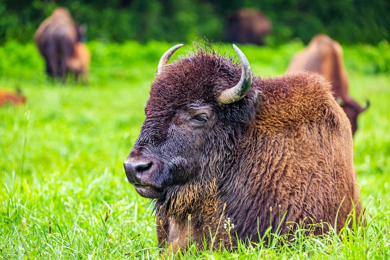 Elk and Bison Prairie at the Land Between the Lakes National Recreation Area