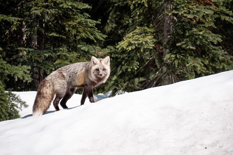 Fox at Crater Lake