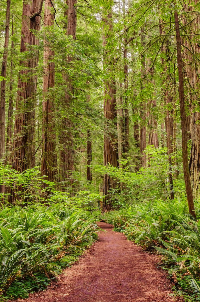 Redwood National Park - National Parks in July
