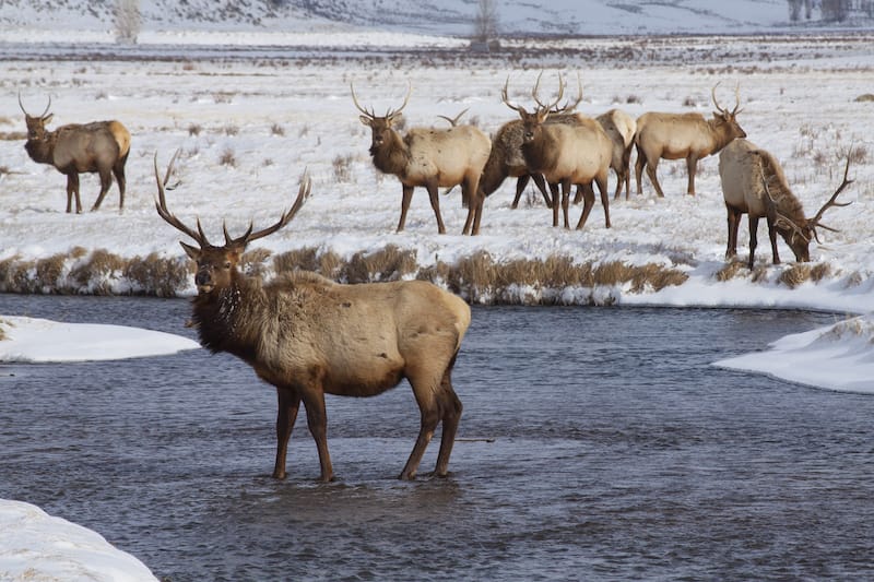 National Elk Refuge in Wyoming