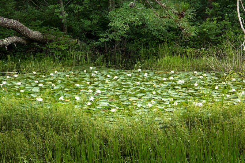 Nickerson State Park in Massachussetts