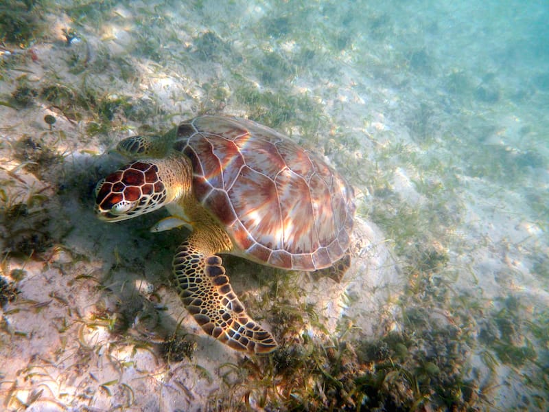 Snorkeling in St. Thomas