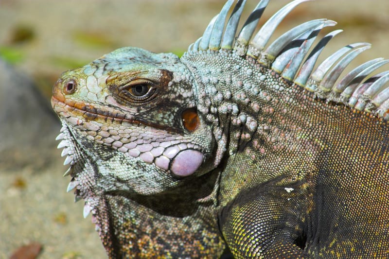 Wild iguana in Virgin Islands National Park