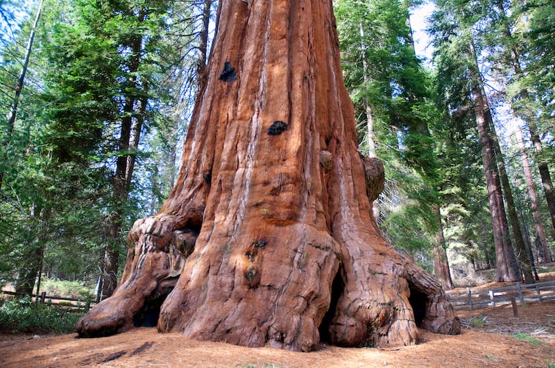 One day in Sequoia itinerary