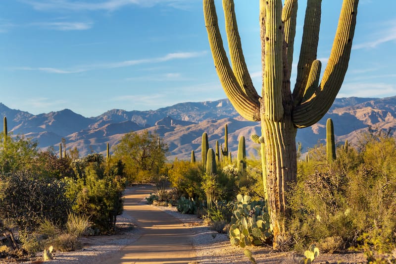 Saguaro National Park