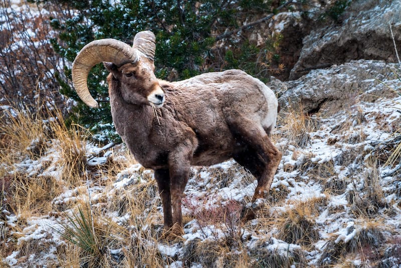 Big Horn Sheep in Garden of the Gods