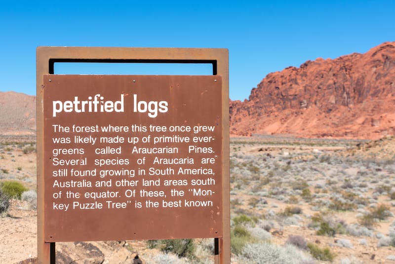 Petrified Logs - Michael Vi - Shutterstock.com