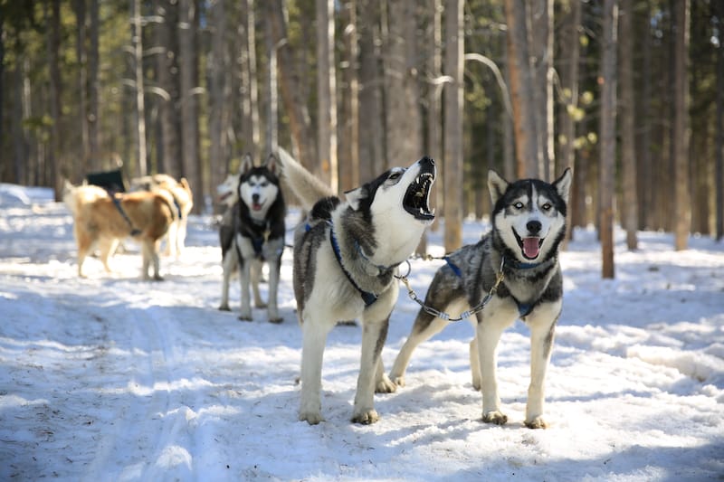 Sled dogs in Breckenridge